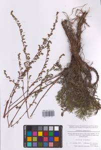 Полынь равнинная, Полынь полевая L., Восточная Европа, Московская область и Москва (E4a) (Россия)