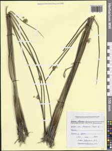 Ситник развесистый L., Кавказ, Черноморское побережье (от Новороссийска до Адлера) (K3) (Россия)