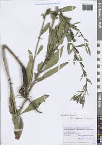 Ослинник двулетний L., Восточная Европа, Волжско-Камский район (E7) (Россия)