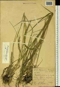 Пырейник изменчивый (Drobow) Tzvelev, Сибирь, Западный (Казахстанский) Алтай (S2a) (Казахстан)