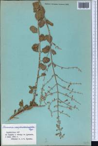 Salvia scrophulariifolia (Bunge) B.T.Drew, Средняя Азия и Казахстан, Памир и Памиро-Алай (M2) (Таджикистан)