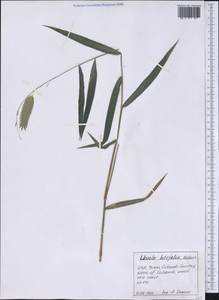 Chasmanthium latifolium (Michx.) H.O.Yates, Америка (AMER) (США)