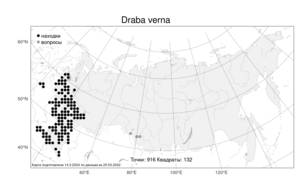 Draba verna, Крупка весенняя L., Атлас флоры России (FLORUS) (Россия)