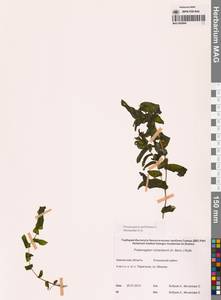 Рдест пронзеннолистный, Рдест стеблеобъемлющий L., Сибирь, Чукотка и Камчатка (S7) (Россия)