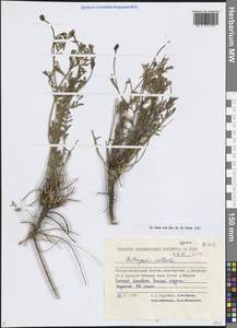 Астрагал долинный Gontsch., Сибирь, Якутия (S5) (Россия)