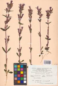 Gentianella austriaca (A. & J. Kern.) Holub, Восточная Европа, Западно-Украинский район (E13) (Украина)