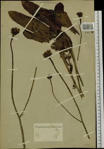 Trommsdorffia maculata (L.) Bernh., Сибирь, Прибайкалье и Забайкалье (S4) (Россия)