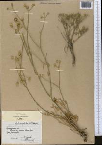 Жабрица пушистоголовая (Pall. ex Spreng.) Schischk., Средняя Азия и Казахстан, Муюнкумы, Прибалхашье и Бетпак-Дала (M9) (Казахстан)