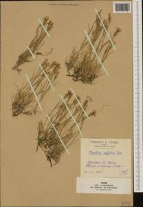 Dianthus pavonius Tausch, Западная Европа (EUR) (Франция)