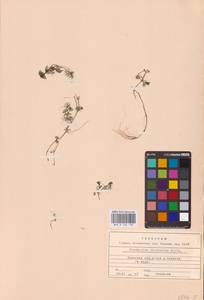 Водяной лютик завитой, Шелковник завитой Sibth., Восточная Европа, Западный район (E3) (Россия)