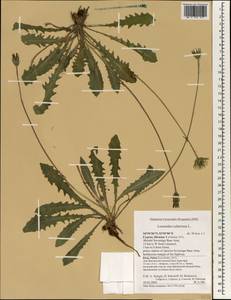 Thrincia tuberosa (L.) DC., Зарубежная Азия (ASIA) (Кипр)
