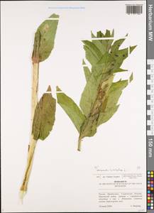 Колокольчик широколистный L., Восточная Европа, Средневолжский район (E8) (Россия)