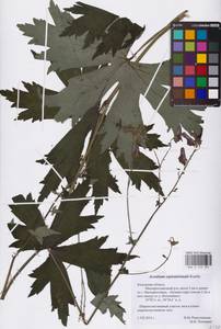 Борец северный Koelle, Восточная Европа, Центральный район (E4) (Россия)