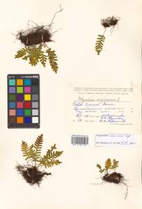 Polypodium virginianum L., Сибирь, Дальний Восток (S6) (Россия)