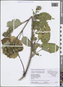 Arctium × nothum (Ruhmer) Hallier, Восточная Европа, Центральный район (E4) (Россия)