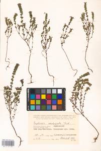 MHA 0 161 824, Очанка прямая J.P.Wolff ex J.F.Lehm., Восточная Европа, Центральный район (E4) (Россия)