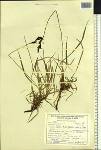 Осока Бигелоу Torr. ex Schwein., Сибирь, Прибайкалье и Забайкалье (S4) (Россия)