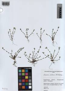 KUZ 004 598, Arenaria leptoclados subsp. leptoclados, Сибирь, Алтай и Саяны (S2) (Россия)