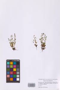 Незабудка прямостоячая Link ex Roem. & Schult., Восточная Европа, Московская область и Москва (E4a) (Россия)