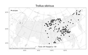 Trollius sibiricus, Купальница сибирская Schipcz., Атлас флоры России (FLORUS) (Россия)