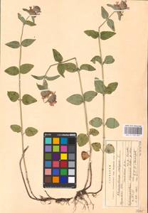 MHA 0 156 607, Пахучка обыкновенная L., Восточная Европа, Центральный район (E4) (Россия)