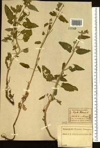 Котовник кошачий L., Восточная Европа, Центральный лесной район (E5) (Россия)