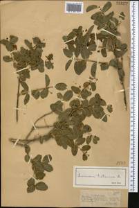 Жимолость татарская L., Средняя Азия и Казахстан, Джунгарский Алатау и Тарбагатай (M5) (Казахстан)