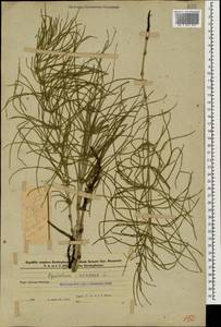 Хвощ полевой L., Кавказ, Азербайджан (K6) (Азербайджан)