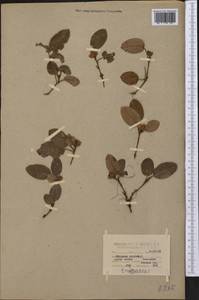 Epigaea repens L., Америка (AMER) (США)