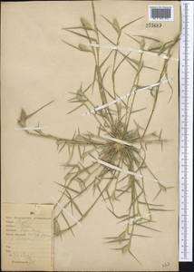 Sporobolus schoenoides (L.) P.M.Peterson, Средняя Азия и Казахстан, Северный и Центральный Казахстан (M10) (Казахстан)