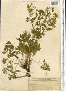 Китагавия терпентиновая (Fisch. ex Spreng.) Pimenov, Сибирь, Дальний Восток (S6) (Россия)