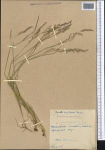 Полевица, Средняя Азия и Казахстан, Западный Тянь-Шань и Каратау (M3) (Киргизия)