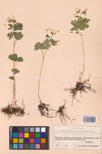 Равноплодник василисниковый L., Восточная Европа, Белоруссия (E3a) (Белоруссия)