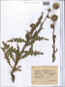 Чертополох поникший L., Средняя Азия и Казахстан, Западный Тянь-Шань и Каратау (M3) (Киргизия)