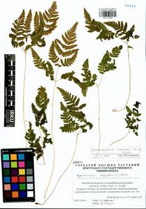 Голокучник иезский (Koidz.) Koidz., Сибирь, Прибайкалье и Забайкалье (S4) (Россия)