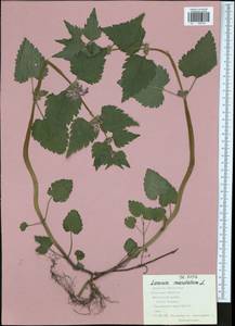 Яснотка пятнистая (L.) L., Восточная Европа, Центральный район (E4) (Россия)