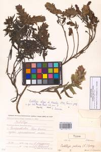 Кастиллея Павлова Rebrist., Сибирь, Чукотка и Камчатка (S7) (Россия)