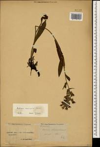 Синяк пятнистый (L.) Böhle & Hilger, Кавказ, Ставропольский край, Карачаево-Черкесия, Кабардино-Балкария (K1b) (Россия)