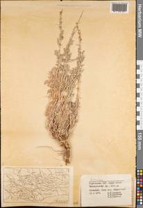 Полынь, Средняя Азия и Казахстан, Западный Тянь-Шань и Каратау (M3) (Киргизия)