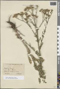 Якобея Андржейовского (Tzvelev) B.Nord., Восточная Европа, Нижневолжский район (E9) (Россия)