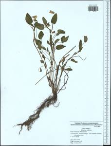 Фиалка собачья L., Восточная Европа, Центральный район (E4) (Россия)