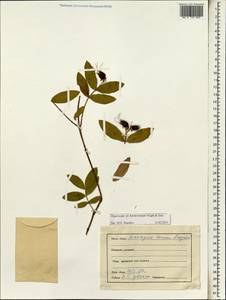 Hypericum hookerianum Wight & Arn., Зарубежная Азия (ASIA) (Индия)