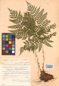 Dryopteris dilatata subsp. dilatata, Сибирь, Дальний Восток (S6) (Россия)