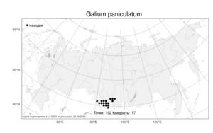 Galium paniculatum, Подмаренник метельчатый (Bunge) Pobed., Атлас флоры России (FLORUS) (Россия)