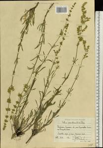 Смолевка днепровская (Gruner) Walters, Восточная Европа, Северо-Украинский район (E11) (Украина)