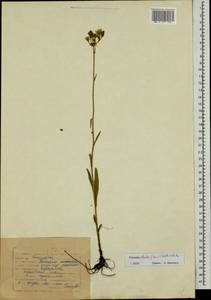 Pilosella echioides subsp. echioides, Восточная Европа, Западный район (E3) (Россия)