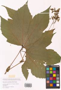 Таволга камчатская (Pall.) Maxim., Сибирь, Дальний Восток (S6) (Россия)