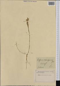 Bufonia paniculata Dubois, Западная Европа (EUR) (Неизвестно)