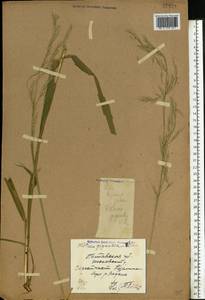 Lolium giganteum (L.) Darbysh., Восточная Европа, Северо-Украинский район (E11) (Украина)