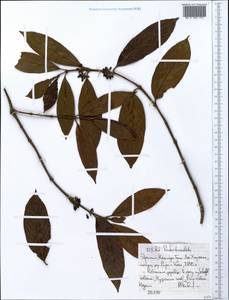 Pentas lanceolata (Forssk.) Deflers, Африка (AFR) (Эфиопия)